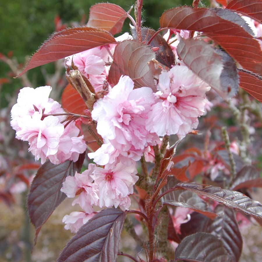 Royal Burgundy Flowering Cherry Gift - Flowering Tree Gift - Tree2mydoor