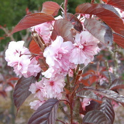 Royal Burgundy Flowering Cherry Gift - Flowering Tree Gift - Tree2mydoor