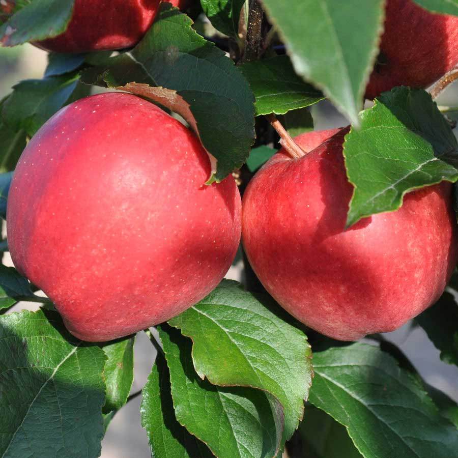 Katy Apple Tree Gift - Fruit Tree Gift - Tree2mydoor