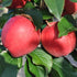 Katy Apple Tree Gift