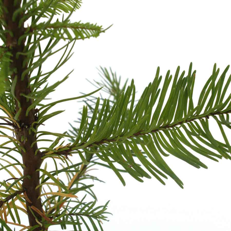 Noble Fir Trees for Sale
