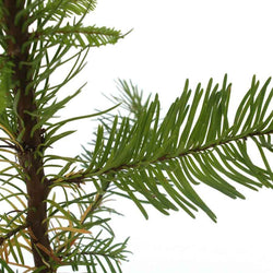 Noble Fir Christmas Sapling - Christmas Tree Gift - Tree2mydoor