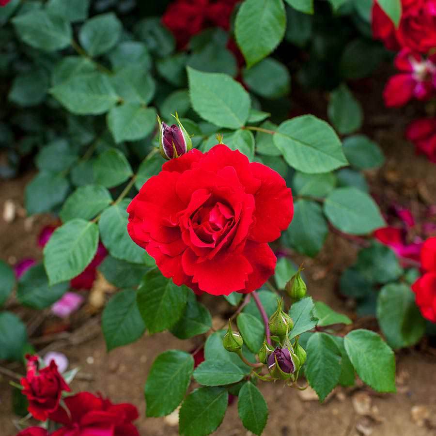 Blooming Marvellous Climbing Rose Gift - Rose Bush Gift - Tree2mydoor