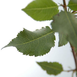 Wild Pear Tree Gift - Native Tree Gift - Tree2mydoor