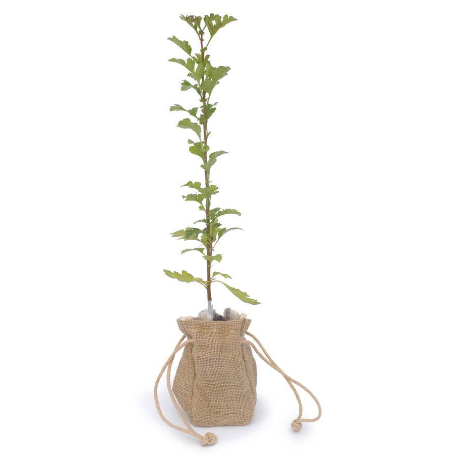 Hawthorn Tree Gift - Native Tree Gift - Tree2mydoor