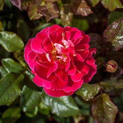 The Anniversary Rose Gift - Rose Bush Gift - Tree2mydoor