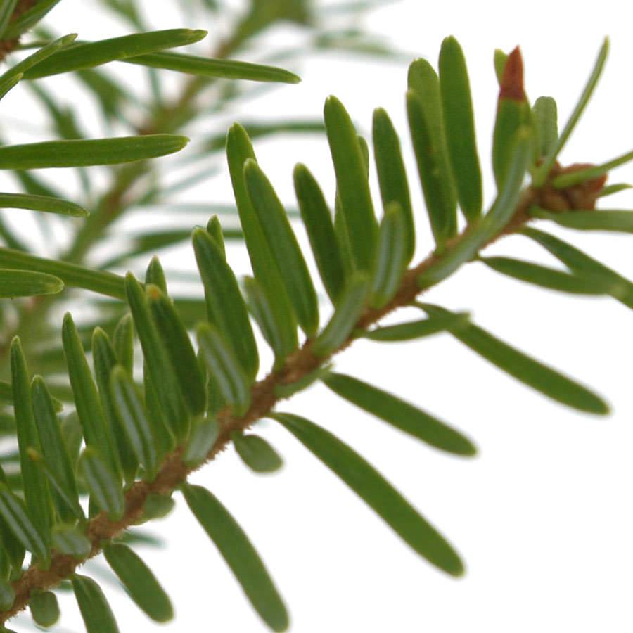 Nordman Fir Tree Gift - Native Tree Sapling - Christmas - Tree2mydoor