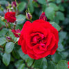 Blooming Marvellous Climbing Rose Bush