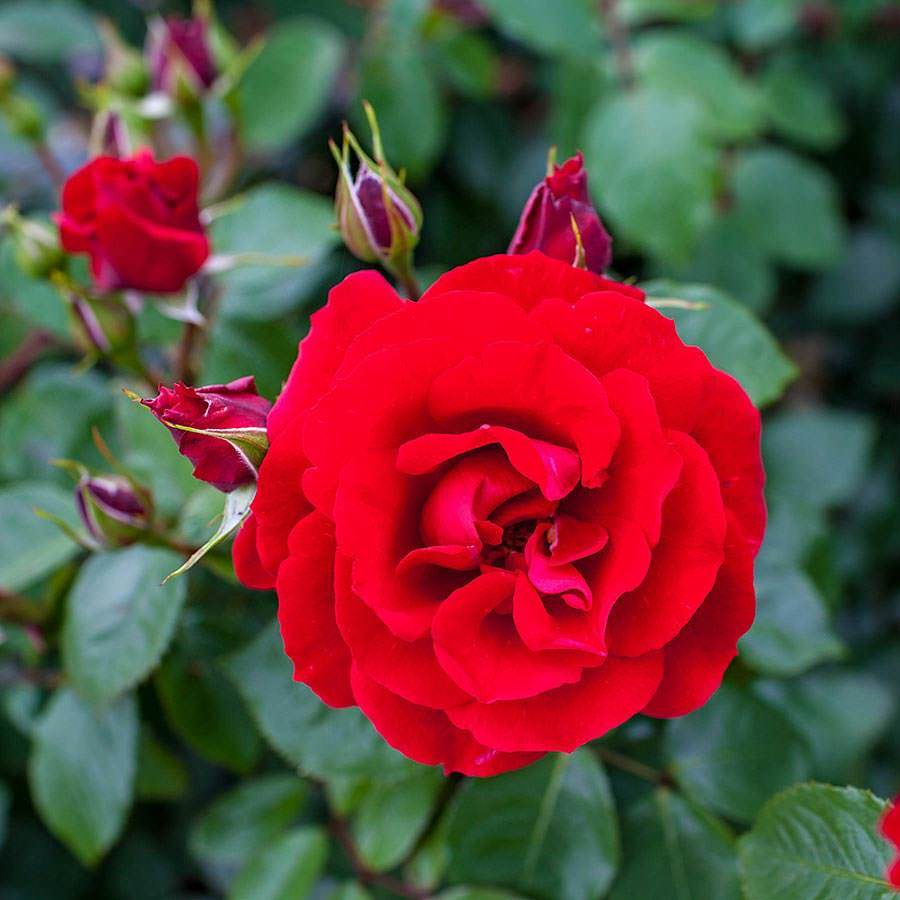 Blooming Marvellous Climbing Rose Gift - Rose Bush Gift - Tree2mydoor