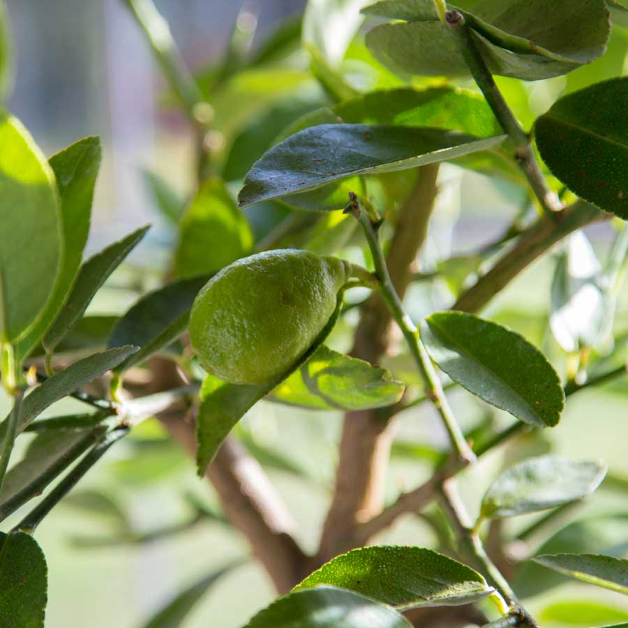 Small Limes Ripening