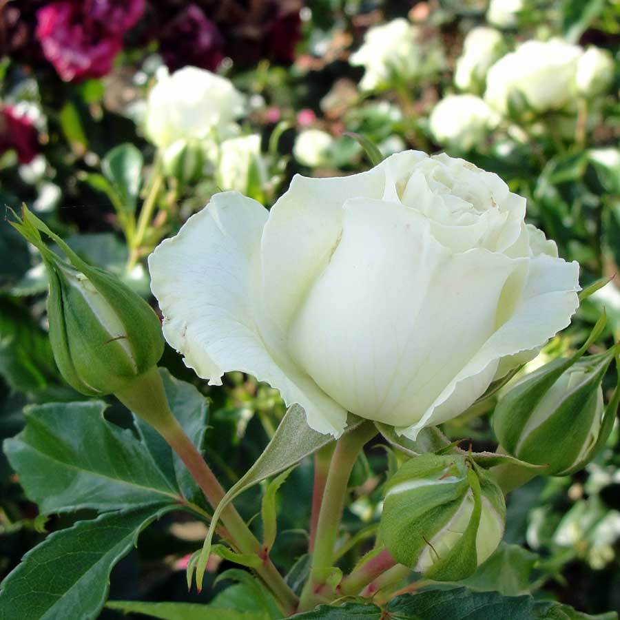 With Love Rose Gift - Rose Bush Gift - Tree2mydoor