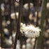 Kilmarnock Willow Tree Catkin