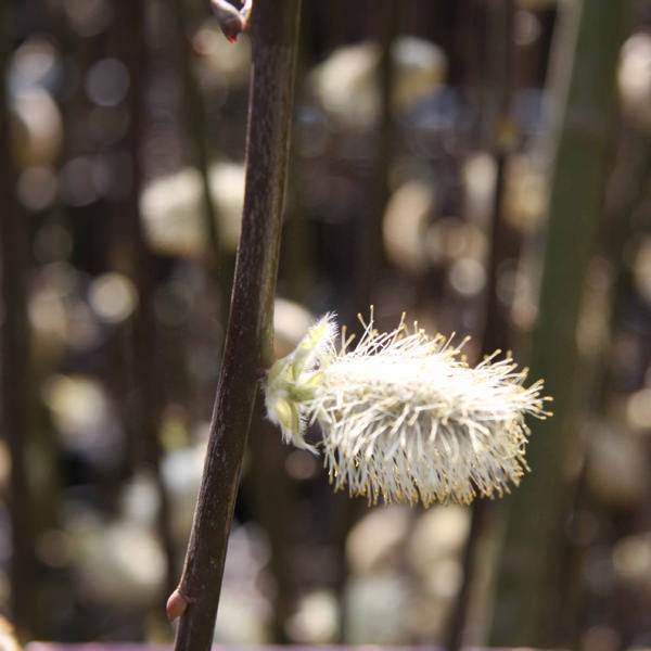 Kilmarnock Willow Tree Gift - Gardeners Club - Tree2mydoor