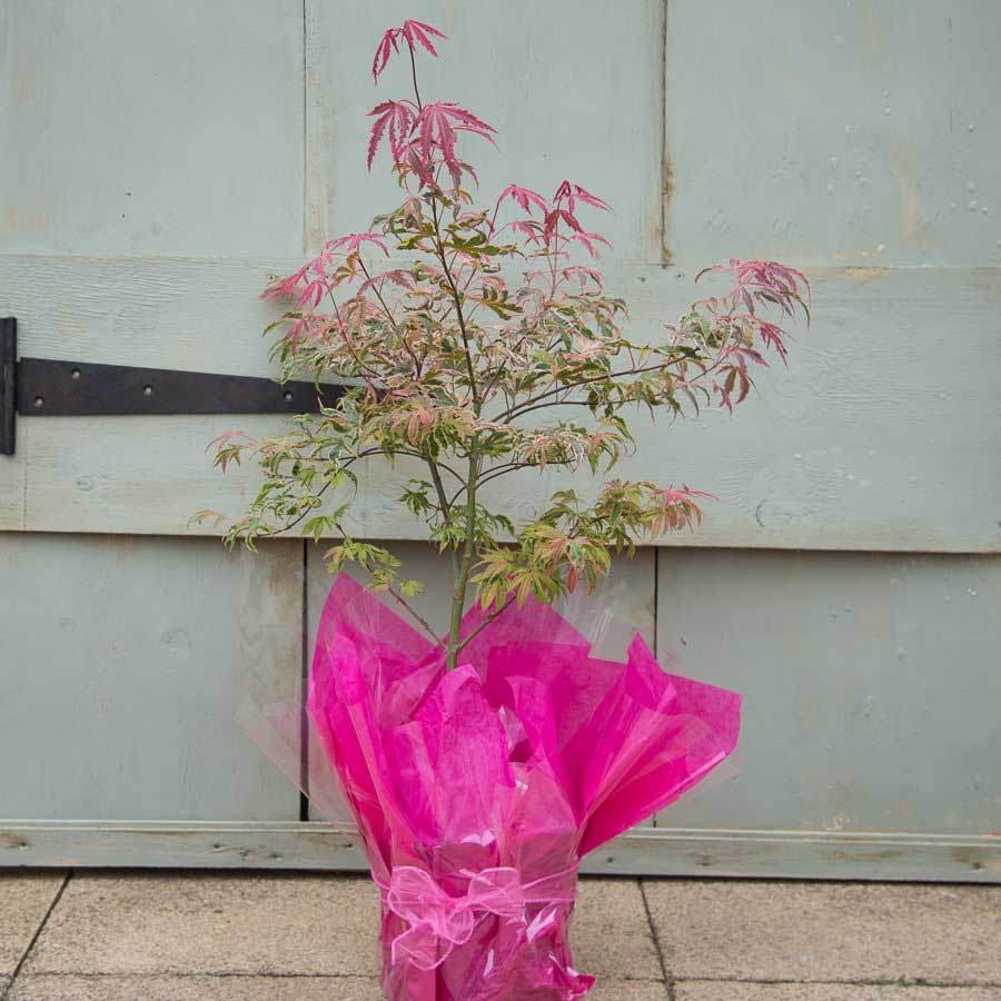 Shirazz Japanese Maple Tree Gift - Acer Tree Gift - Tree2mydoor