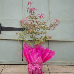Shirazz Japanese Maple Tree Gift - Acer Tree Gift - Tree2mydoor