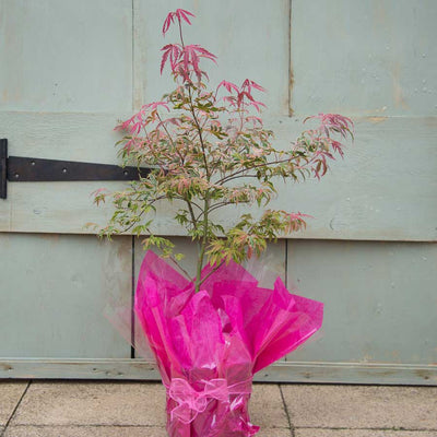 Shirazz Japanese Maple Tree Gift