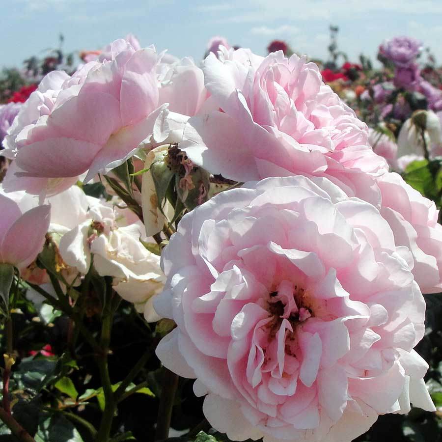 Make a Wish Rose Bush Gift - Rose Bush Gift - Tree2mydoor