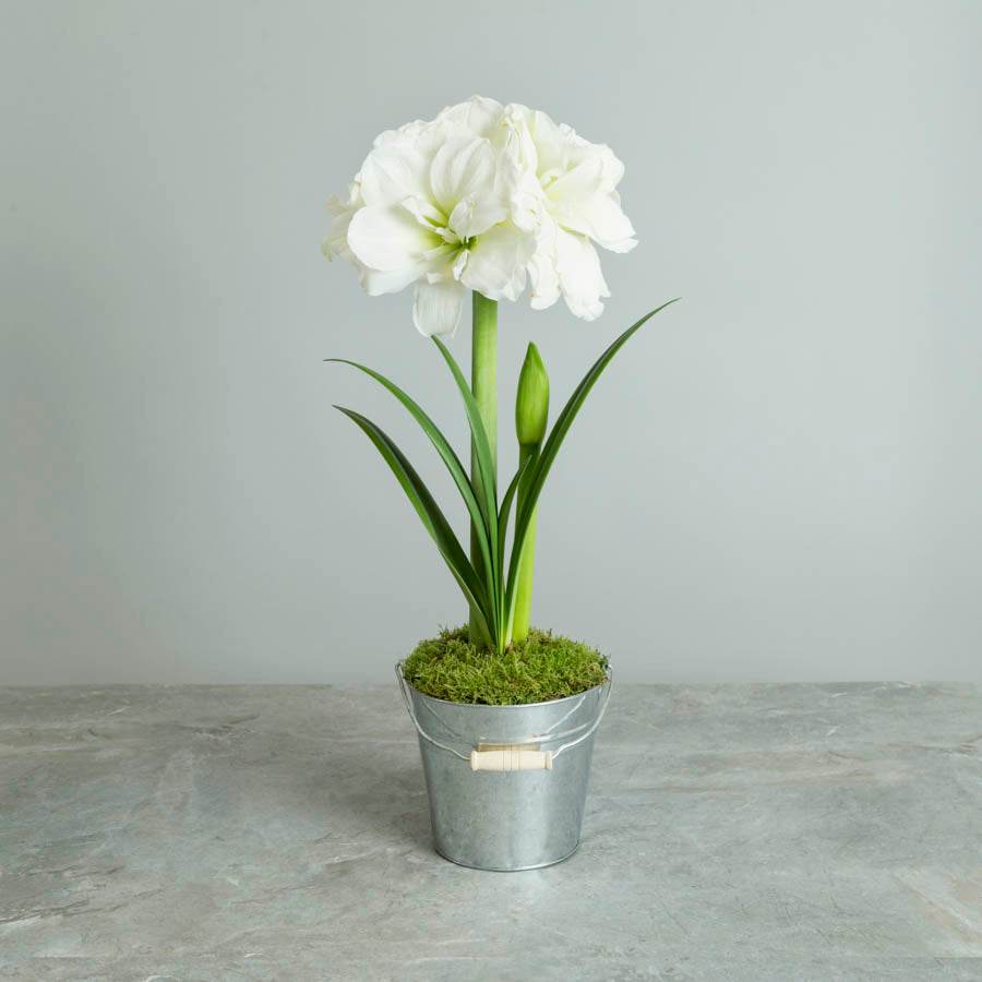 White Amaryllis Gift - Indoor Plant Gift - Tree2mydoor