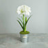 White Amaryllis Gift