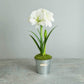 White Amaryllis Gift
