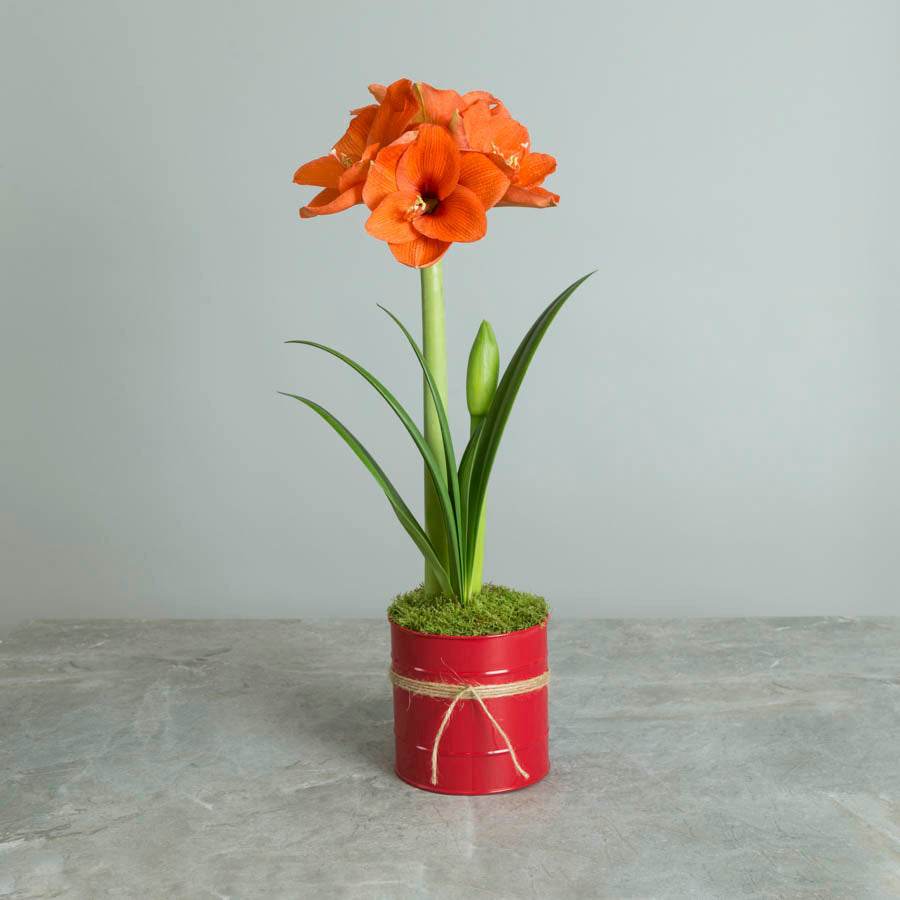 Red Christmas Amaryllis Gift - Indoor Plant Gift - Tree2mydoor