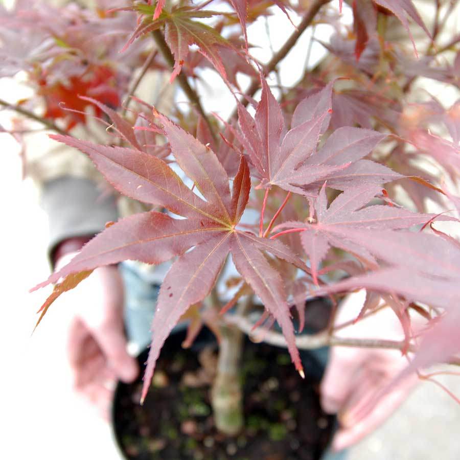 Bloodgood Japanese Maple Tree Gift - Acer Tree Gift - Tree2mydoor