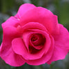All My Loving Rose Bush Bloom