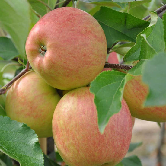 Falstaff Apple Tree