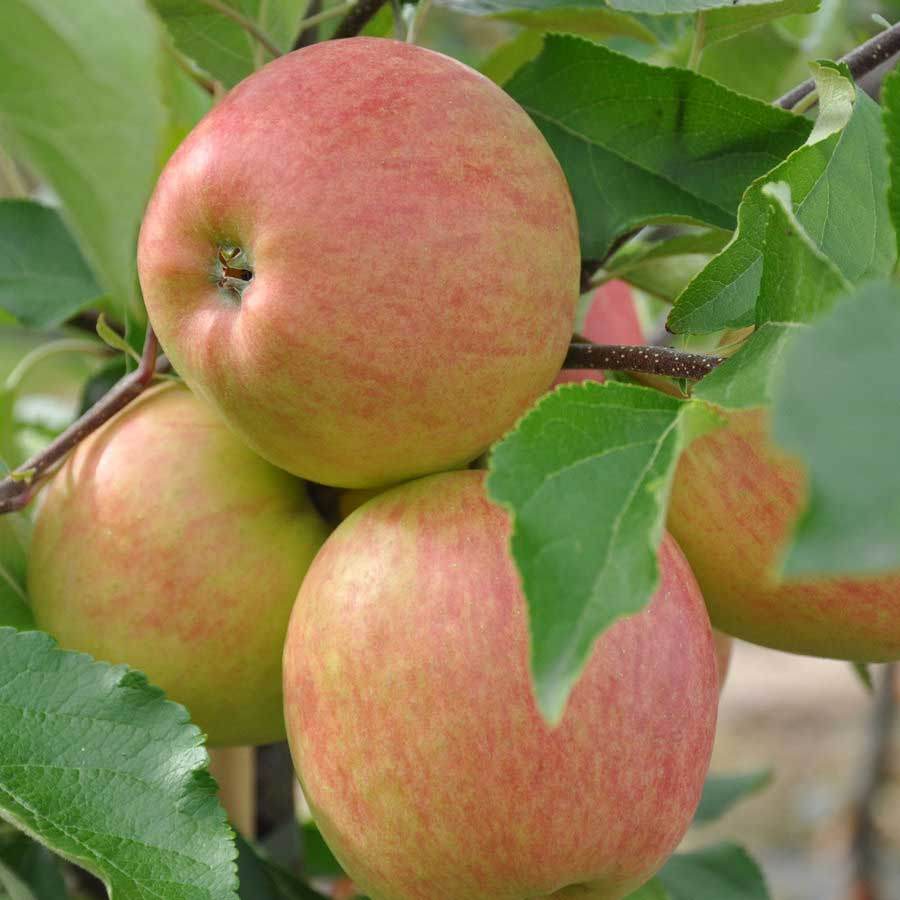 Falstaff Apple Tree Gift - Fruit Tree Gift - Tree2mydoor