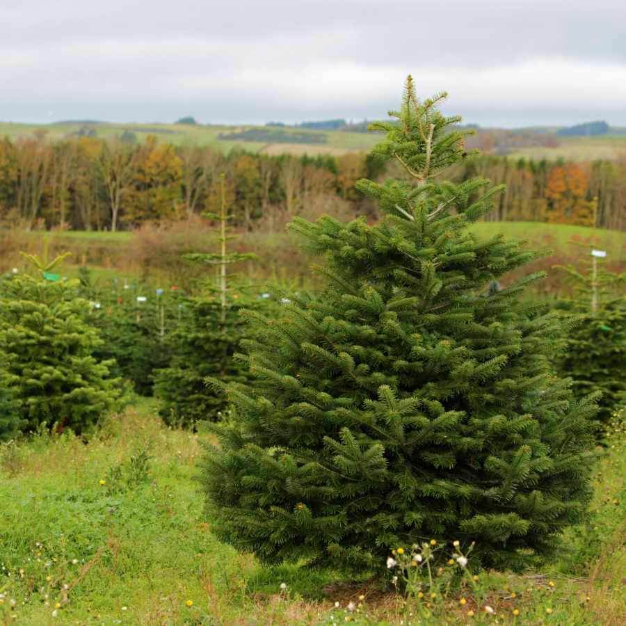 9ft Nordmann Fir Cut Christmas Tree No Stand - Christmas Tree Gift - Tree2mydoor
