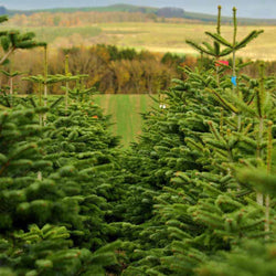 9ft Nordmann Fir Cut Christmas Tree No Stand - Christmas Tree Gift - Tree2mydoor