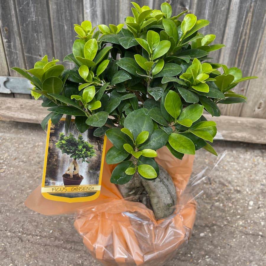 Ficus Ginseng Bonsai Tree Gift - Indoor Plant Gift - Tree2mydoor
