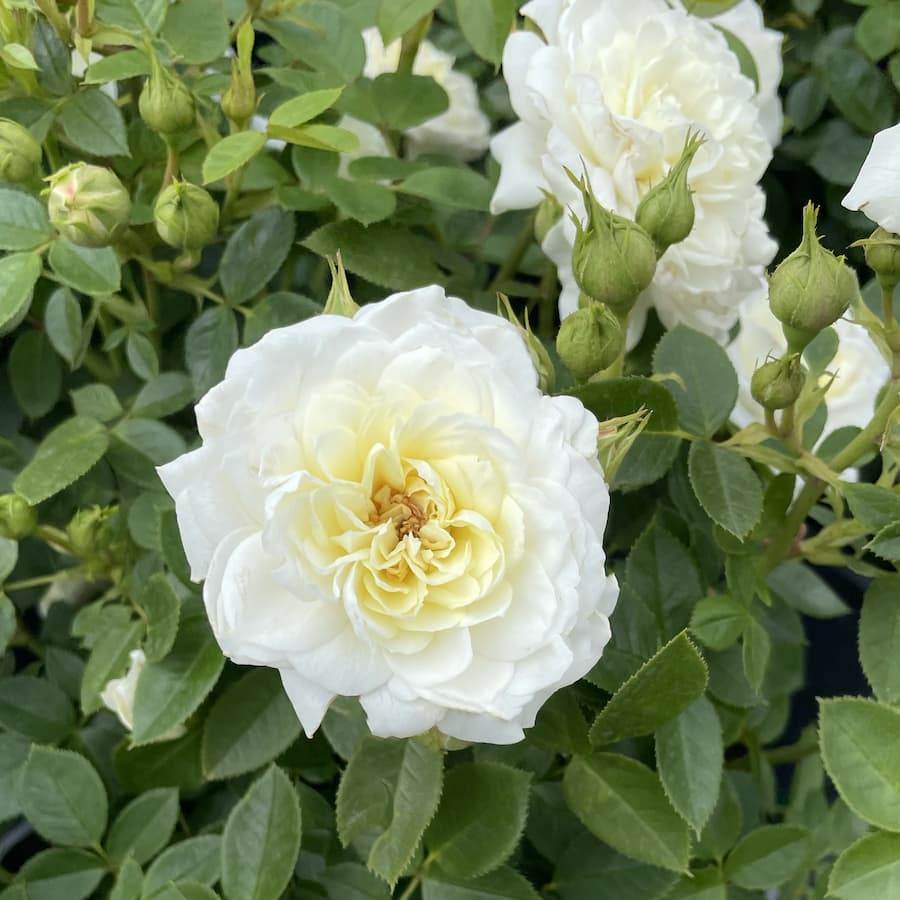 Silver Wedding Celebration Rose Gift - Rose Bush Gift - Tree2mydoor