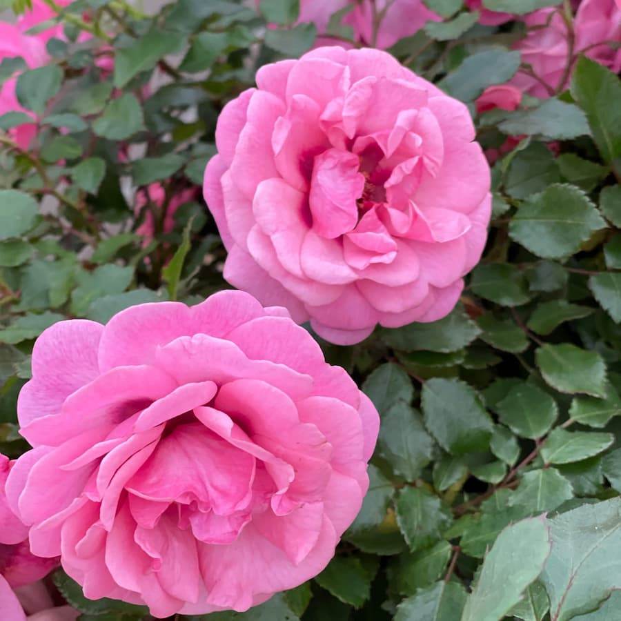 Special Grandma Rose Bush Gift - Rose Bush Gift - Tree2mydoor