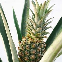 Image of a Pineapple Plant gift close up