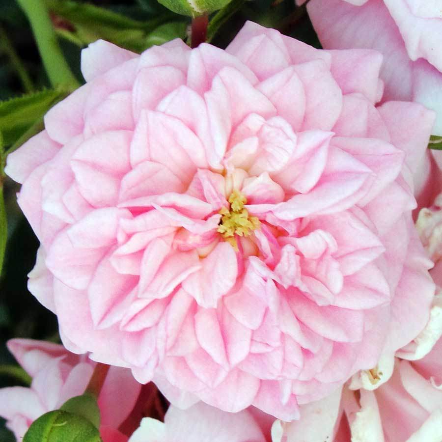 Touch of Glamour Rose Gift - Rose Bush Gift - Tree2mydoor