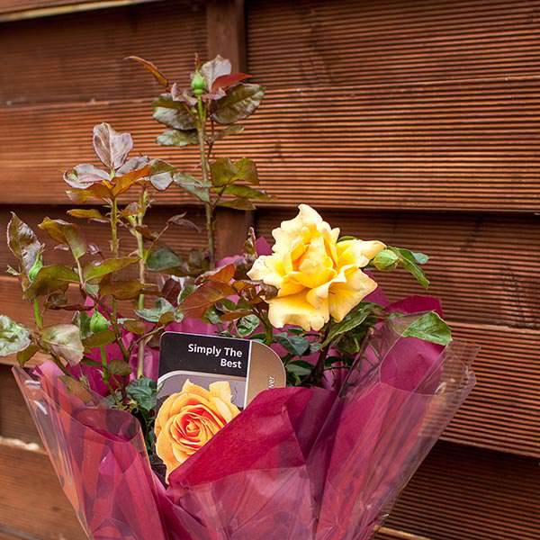 Simply the Best Rose Gift - Rose Bush Gift - Tree2mydoor