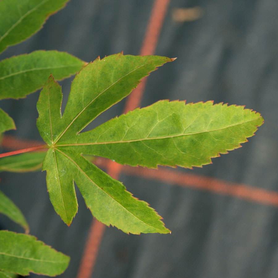 Koto no ito Japanese Maple Tree Gift - Acer Tree Gift - Tree2mydoor