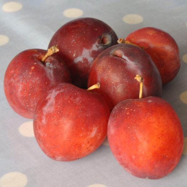 Patio Plum Tree Gift - Fruit Tree Gift - Tree2mydoor