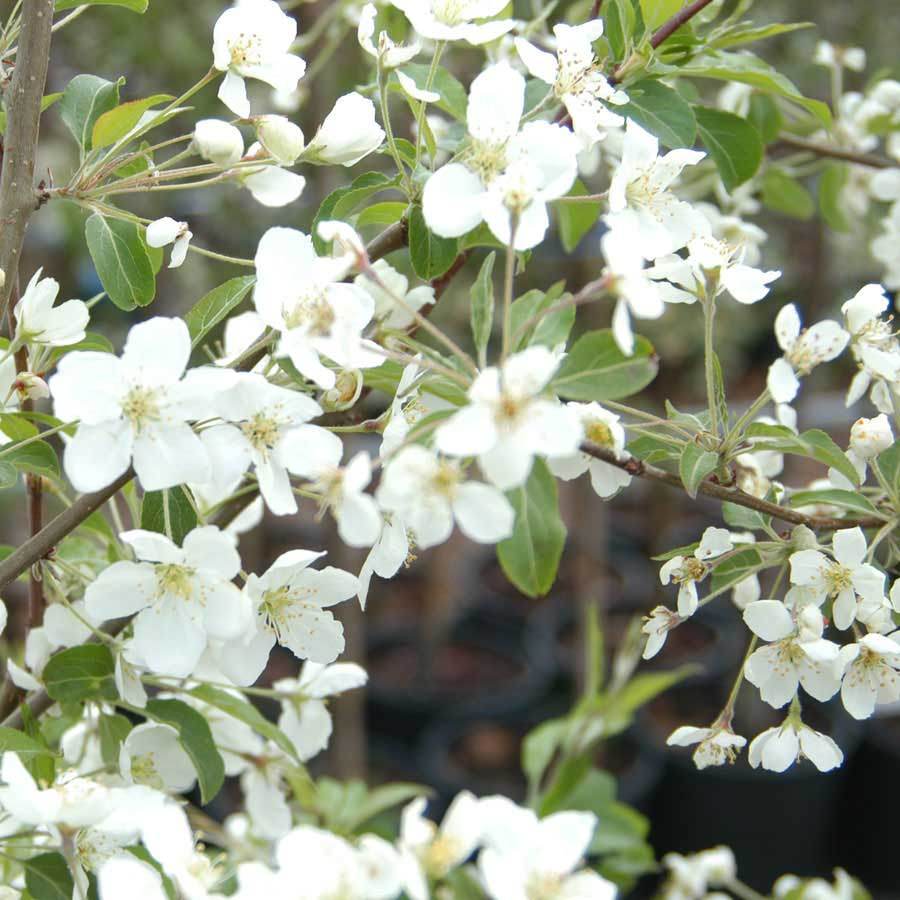 Blushing Bride Cherry Tree