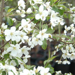 Blushing Bride Cherry Tree - Gardeners Club - Tree2mydoor
