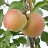 James Grieve Apples