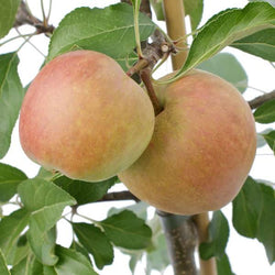 James Grieve Apple Tree Gift - Fruit Tree Gift - Tree2mydoor