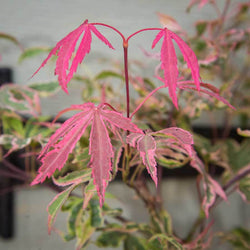 Shirazz Japanese Maple Tree Gift - Acer Tree Gift - Tree2mydoor
