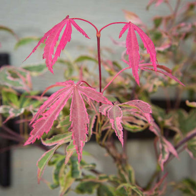 Colours of the Shirazz Japanese Maple Tree