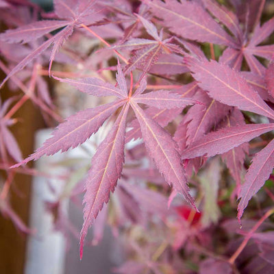 Gorgeous Suminagashi Japanese Maple Tree