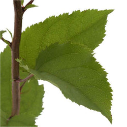 Crab Apple Tree Gift - Native Tree Gift - Tree2mydoor