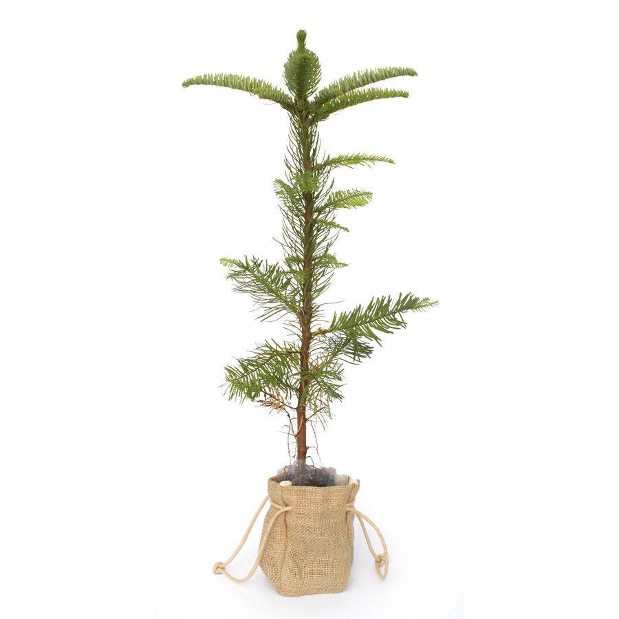 Noble Fir Christmas Sapling - Christmas Tree Gift - Tree2mydoor