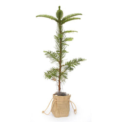 Noble Fir Christmas Sapling - Christmas Tree Gift - Tree2mydoor