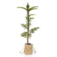 Buy a Noble Fir Sapling